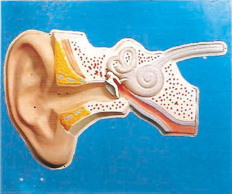 Modello umano di anatomia di regolamento uditivo dell'orecchio per istruzione medica