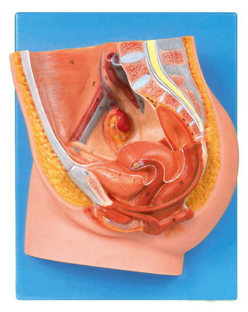 Sezione sagittale mediana del modello femminile del bacino per la formazione delle facoltà di medicina