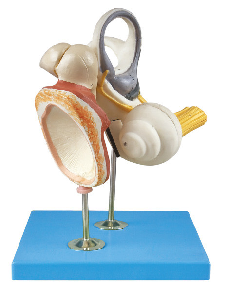 L'orecchio interno, l'ossicino uditivo e l'anatomia umana timpanica di Membrance modellano