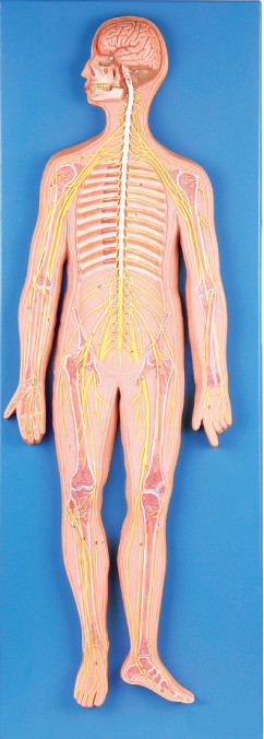 simulatore medico del modello umano di anatomia del sistema nervoso di 33 posizioni
