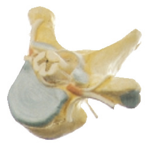 Vertrebra toracico con il modello umano di anatomia del midollo spinale nella sezione trasversale per il simulatore medico