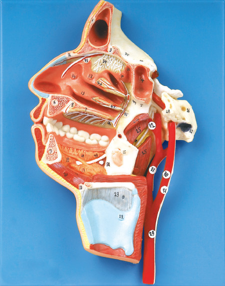 bocca, naso, faringe e laringe dell'esposizione di 51 posizione con le navi ed i nervi