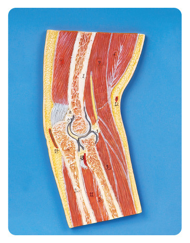 Il modello umano del muscolo della sezione dell'articolazione del gomito ha avanzato il modello formativo del PVC
