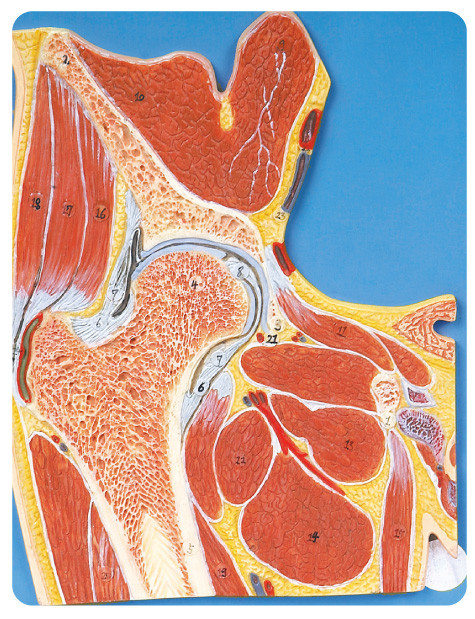 Modello umano per l'istituto universitario, addestramento di anatomia della sezione dell'articolazione dell'anca dell'università