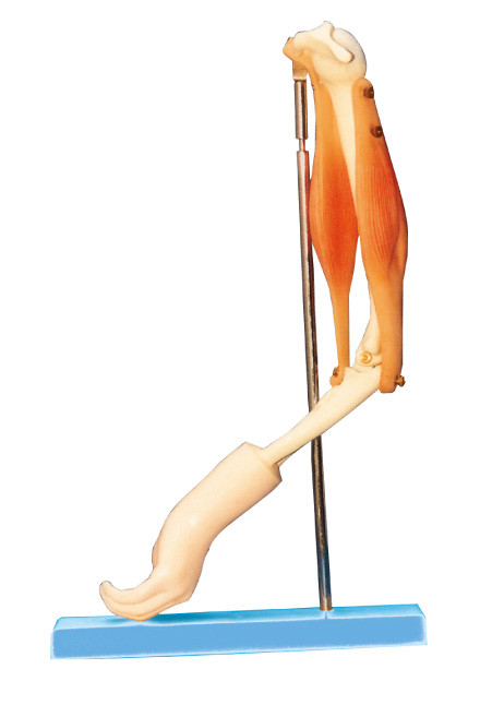 Articolazione del gomito con il modello funzionale del muscolo del braccio, modello umano di anatomia per prepararsi