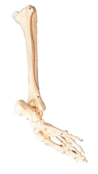 Le ossa del piede, dell'osso di vitello e dell'anatomia umana di shinebone modellano lo strumento di addestramento