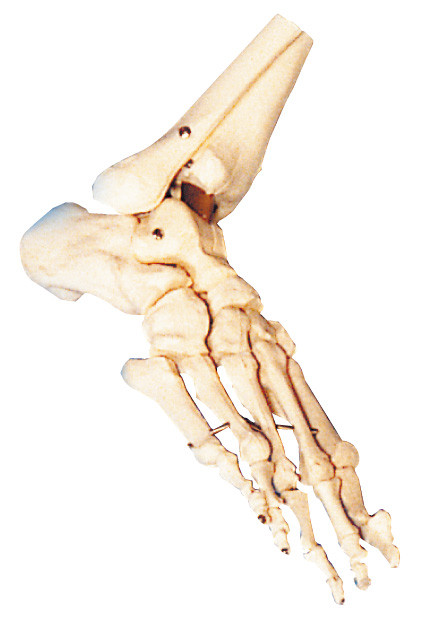Addestramento anatomico umano del modello del piede CE/di iso/SGS per la scuola e l'ospedale