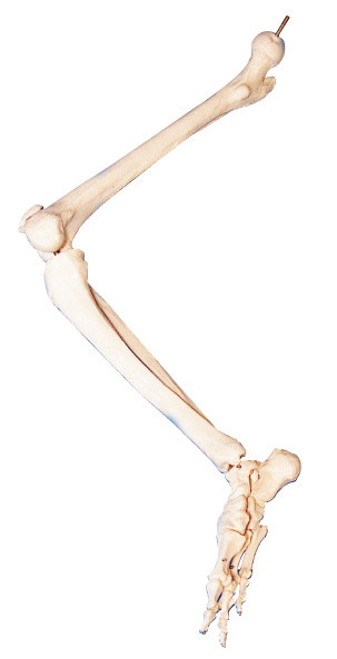Le ossa dell'anatomia umana 3d dell'arto inferiore modella PER insegnamento anatomico