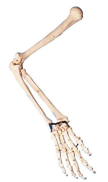 Modello a grandezza naturale del braccio di anatomia/modello umano di anatomia per addestramento del laboratorio