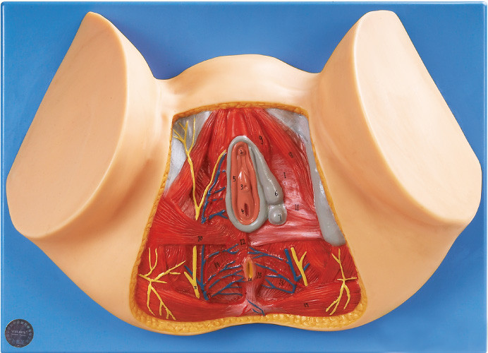 Modelli anatomici del perineo femminile/modello anatomico del corpo umano