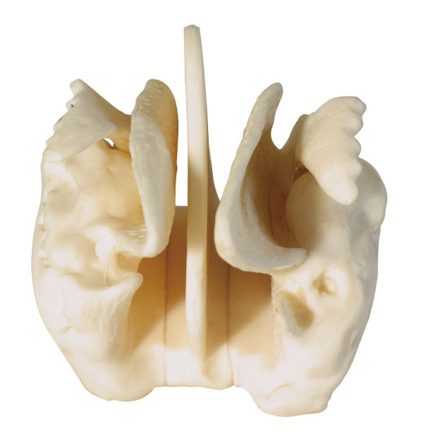 Modello umano amplificato di anatomia dell'osso Ethmoid per addestramento di centro medico