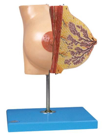 Modello del seno di anatomia circa la ghiandola mammaria nel periodo di riposo per addestramento dell'ospedale