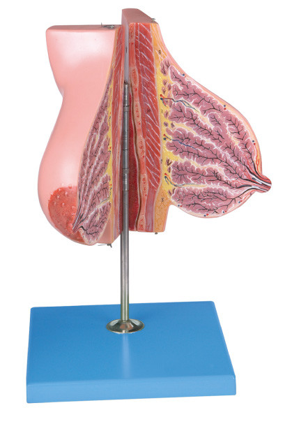 Modello della ghiandola mammaria circa lattazione/modello umano di anatomia per la formazione delle facoltà di medicina