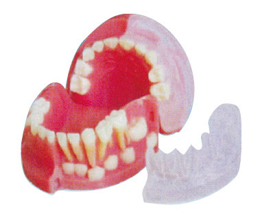I denti primari e permanenti di tre anni che alternano il dente il modello/3d modellano