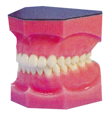 I denti dentari amplificati modellano per internato e la formazione degli studenti di medicina