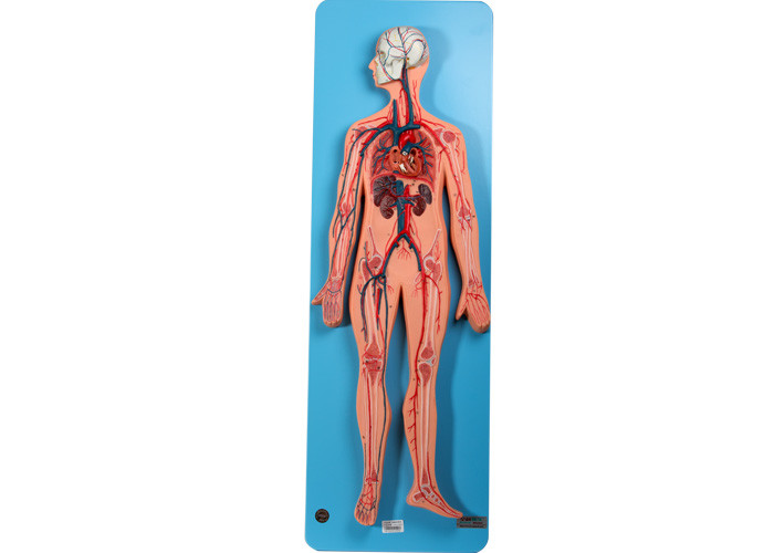 Vena di Include Arteries And del modello di anatomia dell'apparato circolatorio per addestramento