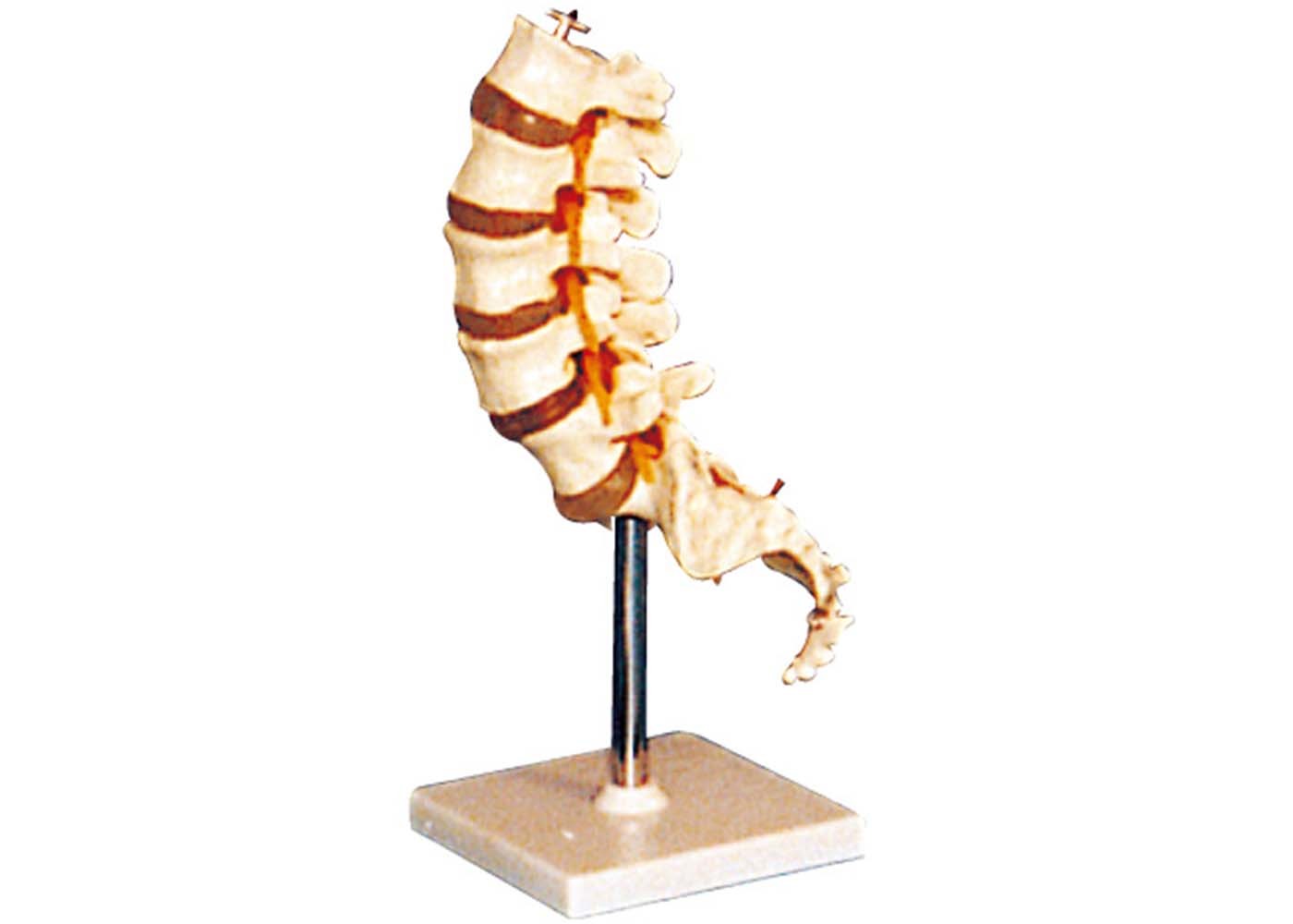 vertebra-lombare-riparata-sul-modello-umano-di-anatomia-della-base-di