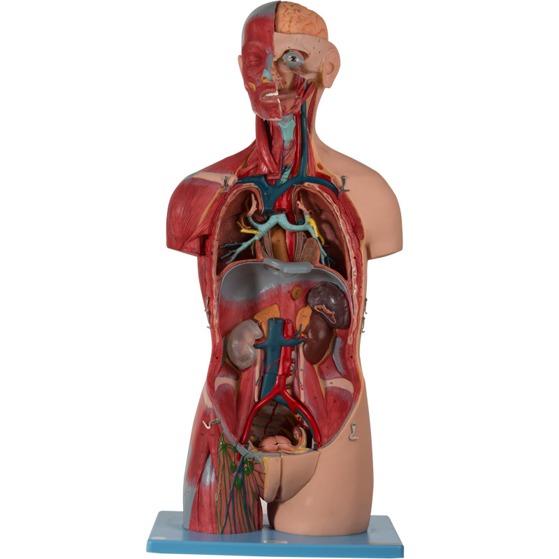 Modello umano With Inner Structures di anatomia del torso asessuale di colore della pelle
