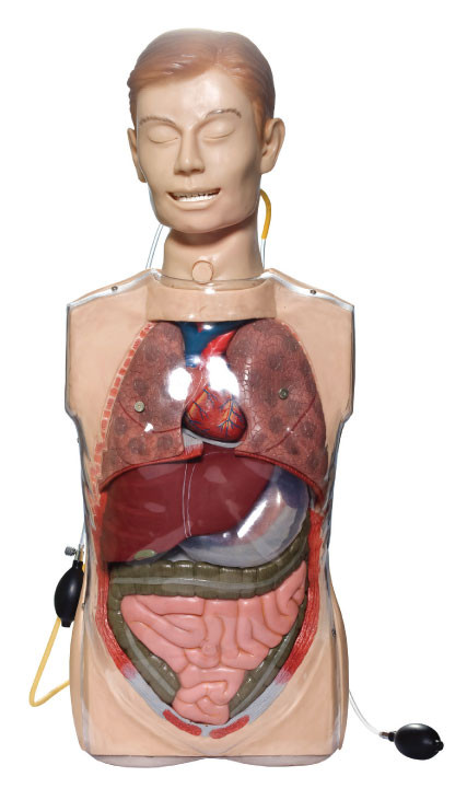 Simulatori trasparenti del lavaggio gastrico con gli organi di Anatony per addestramento clinico