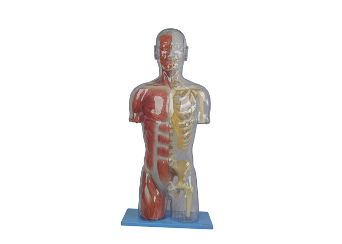 Mezzo colore umano trasparente di School Training Skin del modello di anatomia del PVC
