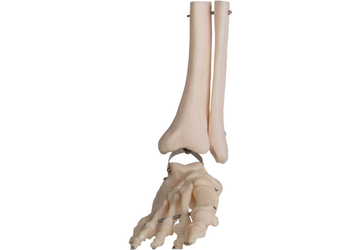 Modello anatomico Fibula Wire Line del piede umano di anatomia del PVC di iso