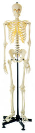 Modello umano di scheletro umano artificiale di anatomia per l'apprendimento della struttura anatomica