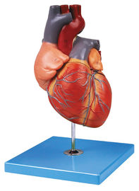 Il modello umano dell'anatomia del cuore adulto dipinto a mano mostra l'arco aortico, l'atrio, ventricolo