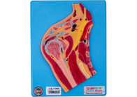 Modelli medici di formazione di anatomia del PVC per la sezione dell'articolazione scapolo-omerale