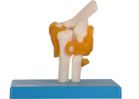 Piede umano di Elbow Hip Knee del modello di anatomia di addestramento di istruzione unito con il legamento