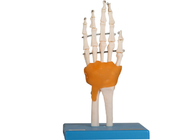 Piede umano di Elbow Hip Knee del modello di anatomia di addestramento di istruzione unito con il legamento