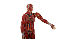 Istruzione che prepara la parte posteriore aperta di With Internal Organs del torso del modello umano di anatomia