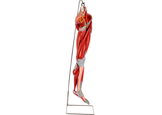 Nervi di With Main Vessels del modello di anatomia della gamba del muscolo del PVC per addestramento