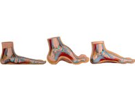 Modello anatomico normale/piano/incurvato For Medical Training del piede