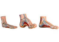 Modello anatomico normale/piano/incurvato For Medical Training del piede