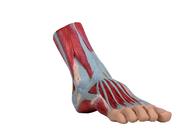 Il muscolo umano del PVC del modello dell'anatomia del piede ha dipinto il colore per addestramento