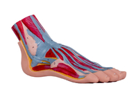 Modello sagittale mediano With Muscle Vessels di anatomia del piede del PVC della sezione