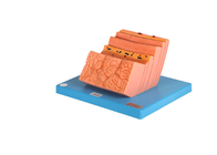 Modello umano With Layers Structure di anatomia dello stomaco del PVC di addestramento degli ospedali