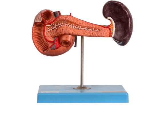 Modello anatomico For Hospitals Teaching del duodeno della milza del pancreas del PVC