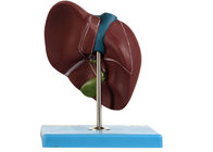22 posizioni hanno visualizzato il modello For Medical Training del fegato del PVC 0,94 chilogrammi