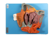 Modello umano sagittale mediano Nasal Cavity Section di anatomia per addestramento ingrandetto