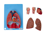 Modello For Training di Lung Blood Vessels Human Anatomy del cuore della laringe