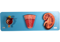 Glomerulo di With Nephron And del modello del rene per istruzione medica