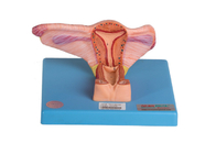 Modello interno femminile Shows Coronal Section dell'organo genitale dell'ovaia e dell'uretere