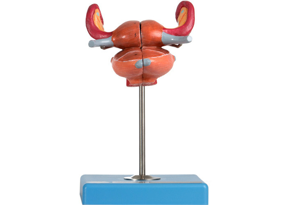 Modello anatomico With Bladder Uterus Vaginal Ureter And Ovary dell'utero
