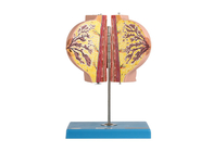 Modello di formazione With del seno di anatomia dell'ospedale 2 parti nel periodo di riposo