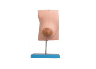 Modello With della ghiandola mammaria di lattazione 2 parti per addestramento delle facoltà di medicina