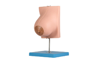 Modello With della ghiandola mammaria di lattazione 2 parti per addestramento delle facoltà di medicina