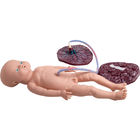 Modelli realistici di istruzione di parto del simulatore di parto di consegna medica