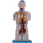 Strutture vascolari di With Neural And del torso del modello umano trasparente di anatomia