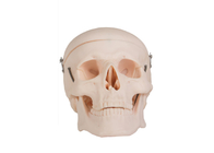 Modello umano For Colleges Training di anatomia del cranio adulto realistico